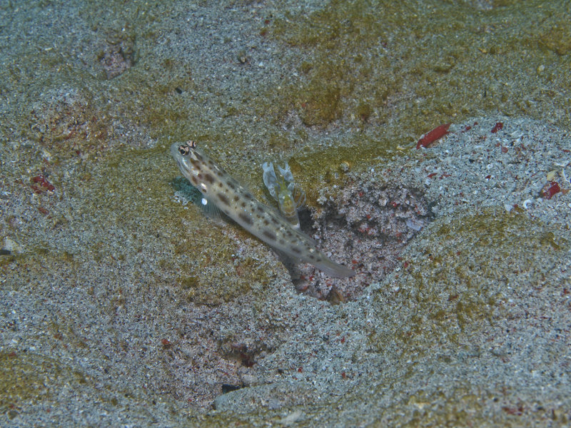 Goby, Sabang Wreck, Commensal Shrimp